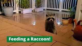 Feeding a hungry Raccoon on a rainy night #shorts