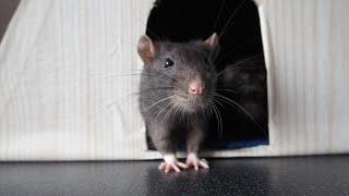 Что делать если крыса хрюкает 