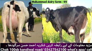 jersey and Friesian cross cow for sale in Pakistan  2 cows for sale in Sargodha 11122022