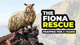 Rescuing the worlds LONELIEST SHEEP