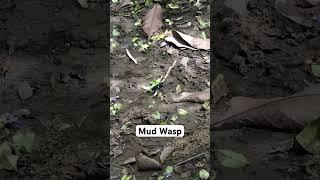 MUD WASP DIGGING MUD HOLE