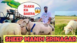 3 Lakh Ka Bakra  Largest Sheep Mandi Srinagar