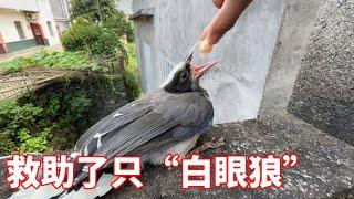 The young man rescued a ”baiwenhang” and only looked for him when he was hungry. bird you are the