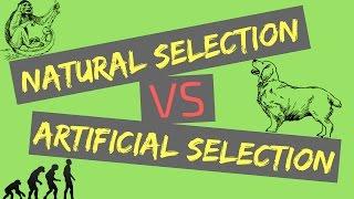 Natural Selection vs Artificial Selection  Mechanisms of Evolution
