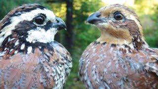 RAISING BOBWHITE QUAIL