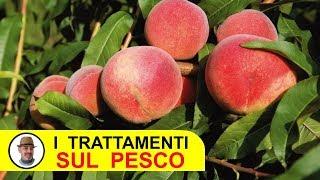 TRATTAMENTI SUL PESCO con fungicidi e insetticidi