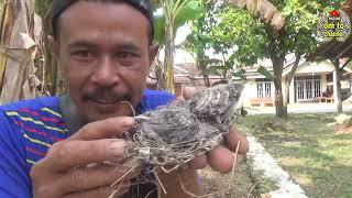 asli inilah yang di namakan anak burung perkutut lokal suwara bagus besar