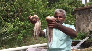 Octopus Cleaned and Cooked in My Village - Spicy Octopus Gravy - My Village My Food