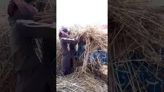 wheat crops threshing Dogar company theresher working