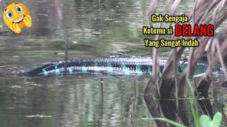 PEMANDANGAN LANGKA SAAT CASTING IKAN GABUS  MELIHAT DARI DEKAT MONSTER TOMAN MENGASUH ANAK