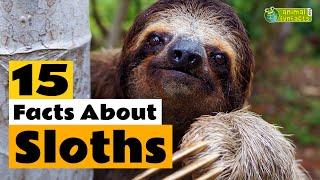 15 Facts About Sloths - Learn All About Sloths - Animals for Kids - Educational Video