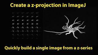 Creating z projections using ImageJ
