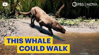 The Whale That Could Walk  NOVA  PBS