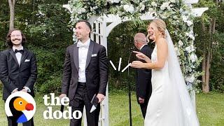 Stray Cat Crashes Couples’ Wedding  The Dodo