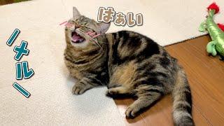 甘えん坊の兄猫を見て育った弟猫がどんどん似てきました…！