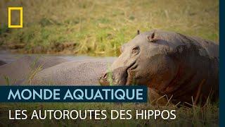 Les hippopotames sont si lourds quils créent des voies navigables