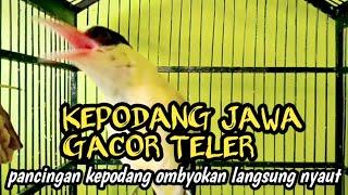 suara kepodang jawa gacor  kepodang emas gacor