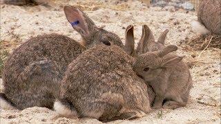 The Burrowers Animals Underground - Baby Rabbits  Wildlife Documentary  Natural History