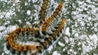 An incredible miracle.Many tufted caterpillars formed a large column so they move behind each other