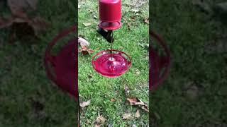 Hummingbirds at the Homestead - Tiny Mic Ruby-throated Hummingbird Feeder Cam 03182024