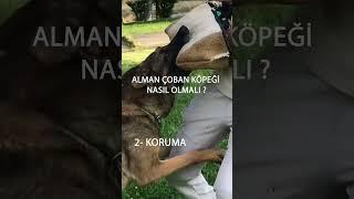 Alman Çoban Köpeği nasıl olmalı? Alman Çoban Köpeği neler yapabilir? ırk seçimi köpek seçimi