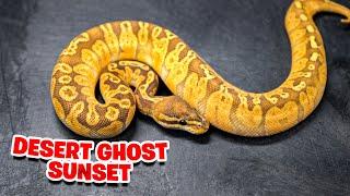 Desert Ghost Sunset Rarest Snake ?