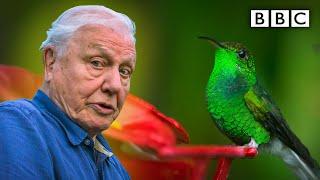 David Attenborough meets a very glamorous hummingbird  BBC