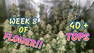 How to Grow a Massive Plant in a 2x2 Tent Seed to Harvest Guide to Growing Cannabis #spiderfarmer