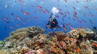 Scuba Divers on The Great Barrier Reef  8K RED RAPTOR Showreel
