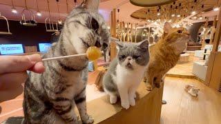 So Cute Visiting a large Japanese cat cafe in Nagoya   CAT CAFE MOCHA