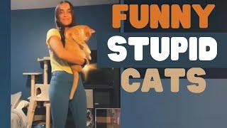Funny and Stupid Cats Compilation