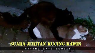 mating cat and mating cat scream sound