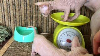 Котята Сфинкса в 1 месяц️ прикорм лоток вес котёнка