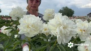 Mary E Nicholls peony. Мэри Е. Николс пион. Пулков сад