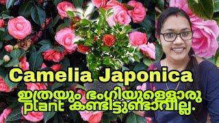 How to plant and care Camelia Japonical കമേലിയ ഒരു സുന്ദരി ചെടി