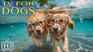 Best Dog TV Dog Anxiety Music & Anti-Stress Music and Entertaining Videos for Dog - TV for Dogs NEW