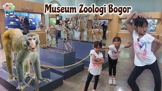 Ketemu Banyak Hewan Di Museum Zoologi Bogor