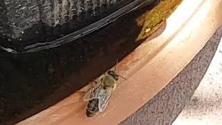 IC XC NIKA slow motion bee flying Μέλισσα σε αργή κίνηση