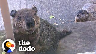 Groundhog Brings His Son To Visit His Human Best Friend   The Dodo Wild Hearts