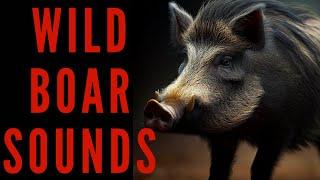 WILD BOAR SOUNDS - Wild Boar Call  maktub_ytv