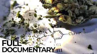 Cannabis Stigmatized Wonder Drug  ENDEVR Documentary