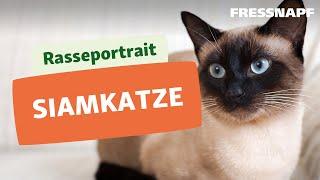 Rasseportrait Siamkatze