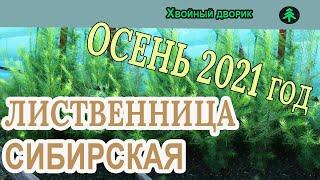 Лиственница сибирская Обзор интернет-магазина питомника Хвойный дворик