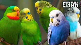 AMAZING PARAKEETS  BEAUTIFUL BIRDS  RELAXING BIRD SOUNDS  STUNNING NATURE  STRESS RELIEF  CALM
