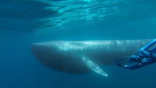 GoPro The Search for the Blue Whale - A Prelude to Racing Extinction