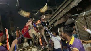 GODFATHER  BAHUBALI KANKREJ OX  UNLOADING FROM HOSSAIN DAIRY FARM  KOLKATA COW 2023