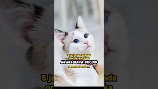 INILAH 5 janji Allah SWT kepada orang yang Suka Pelihara Kucing#shorts #viral #kucing #islam