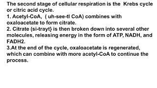 cellular respirations