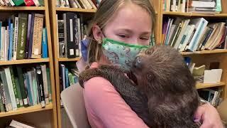 Meeting Grover the Baby Sloth at Oglebay Good Zoo