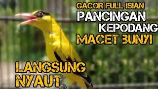 suara masteran dan pancingan burung kepodang gacor full isian